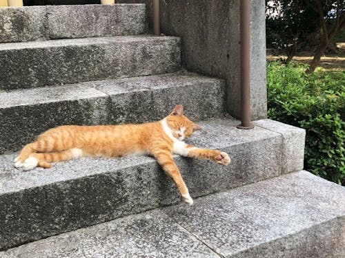 猫も優雅に寝転ぶまちかど。