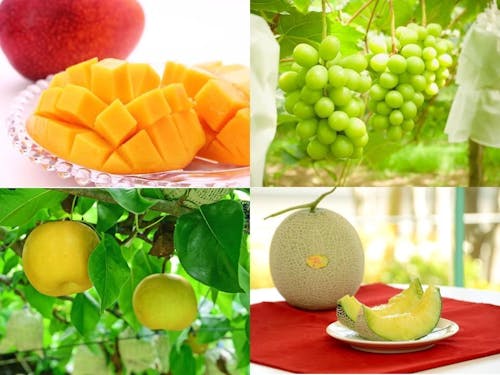 マンゴー、シャインマスカット、メロン等たくさんのフルーツが収穫されています。