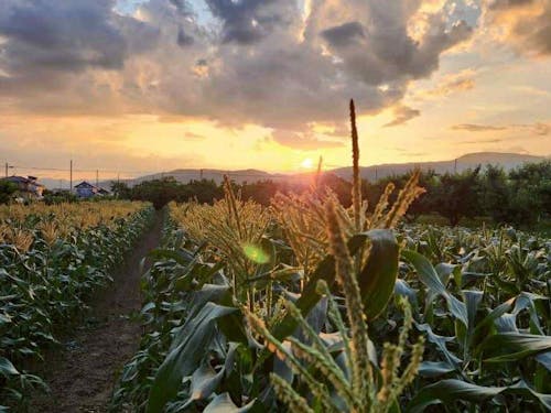 夕焼けに照らされるとうもろこし畑