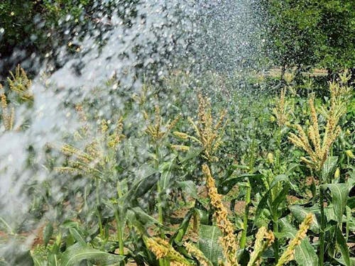 とうもろこしの水あげ