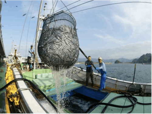 こんな水揚げ風景が目の前!