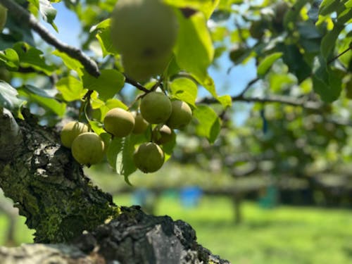 豊北地域の梨