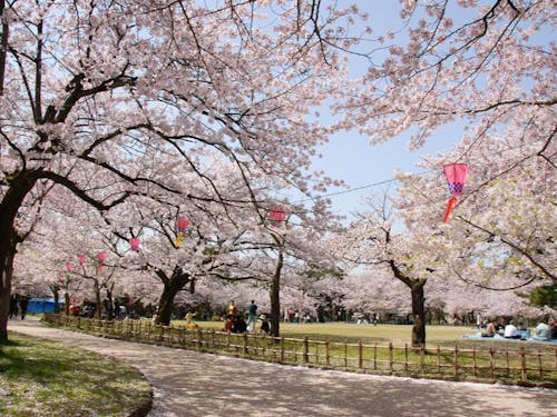 高岡古城公園は「さくら名所100選」にも選ばれている桜の名所です