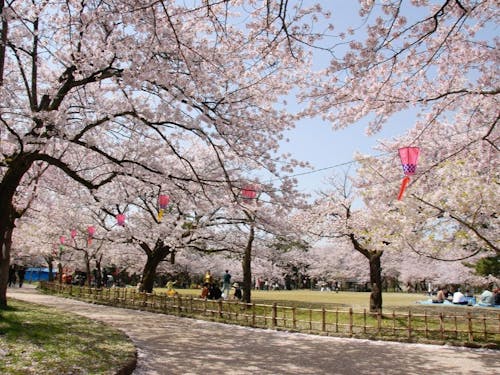 高岡古城公園は「さくら名所100選」にも選ばれている桜の名所です