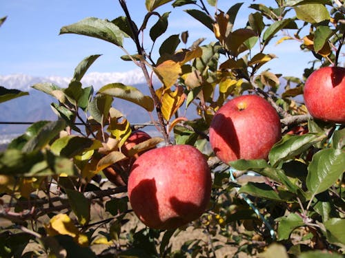 りんごとアルプス