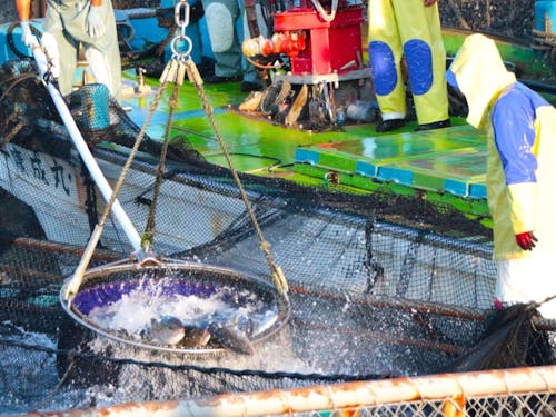 【かのや市】畜産・農業・漁業が盛んな地域です。