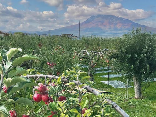 りんご畑から望む岩木山