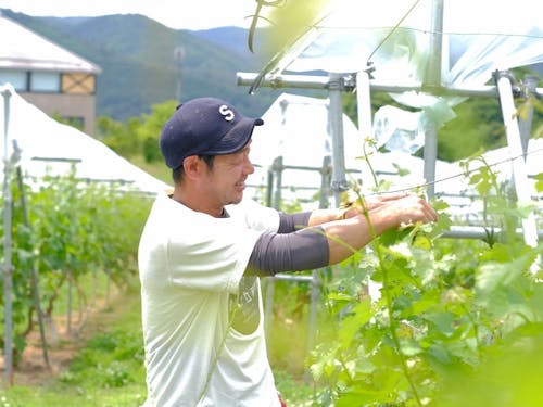 協力隊小田切さん。葡萄が丘農業研究所での作業の様子