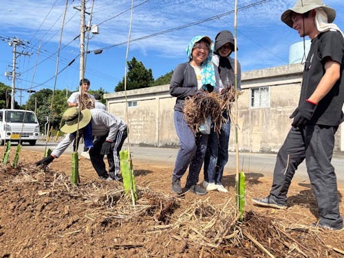 ドラゴンフルーツの定植