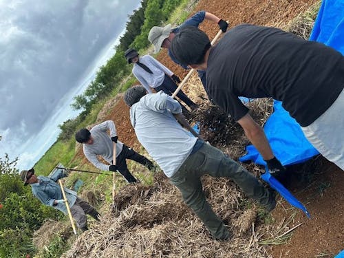 ハガラーを畑に撒く様子