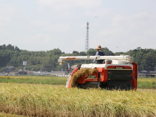 多古米の稲刈りの様子