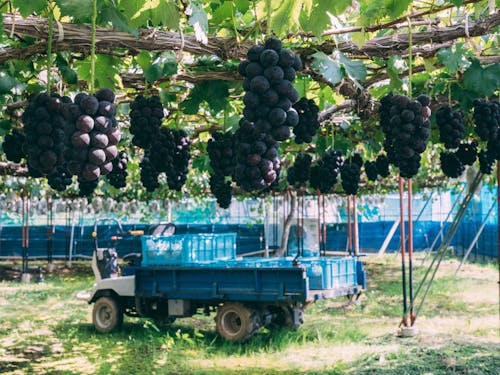 市の特産品"三次ピオーネ"の圃場