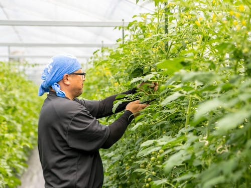 ミニトマトの芽かきをする様子
