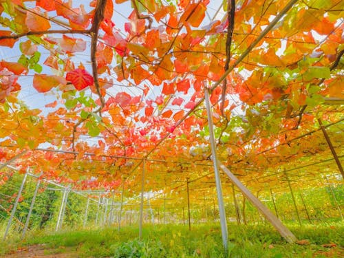花巻市大迫町の秋のぶどう畑。現役協力隊員も一緒に収穫作業をします