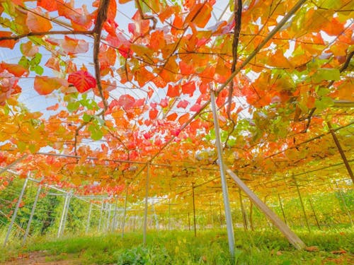 花巻市大迫町の秋のぶどう畑。現役協力隊員も一緒に収穫作業をします