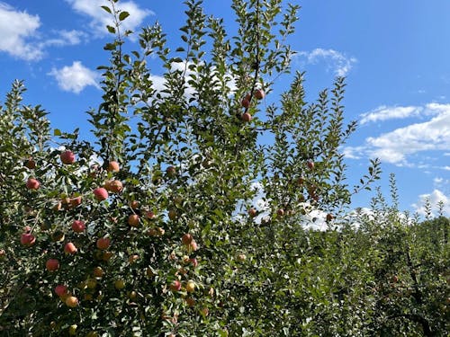 高岡地区のりんご畑