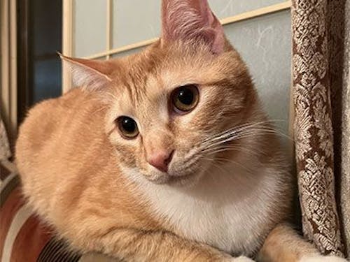 起こしてくれる愛猫