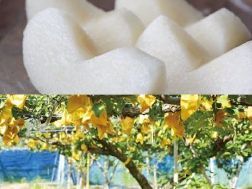 みずみずしい梨ができました