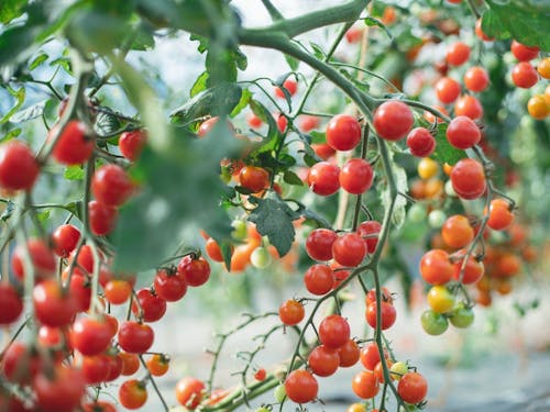 初夏に収穫期を迎えます