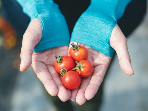 甘さが際立つ、真っ赤で大きなミニトマト