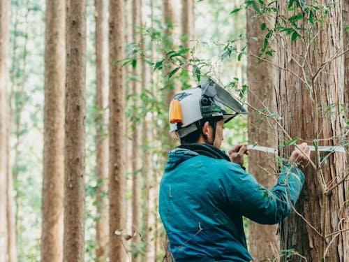 森づくりに欠かせない選木作業