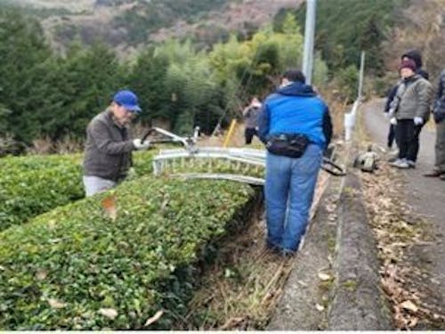 お茶畑整備体験の様子