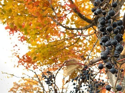 秋は山ぶどうの収穫期🍇