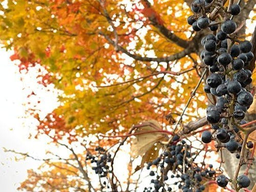 秋は山ぶどうの収穫期🍇