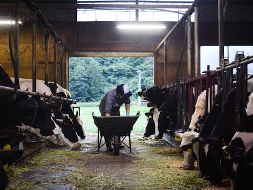 お試し就業で地域での仕事のイメージも（酪農ヘルパー）
