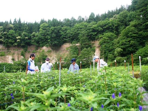 八幡平市：りんどうの栽培