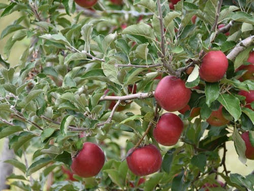 安曇野市特産のりんご