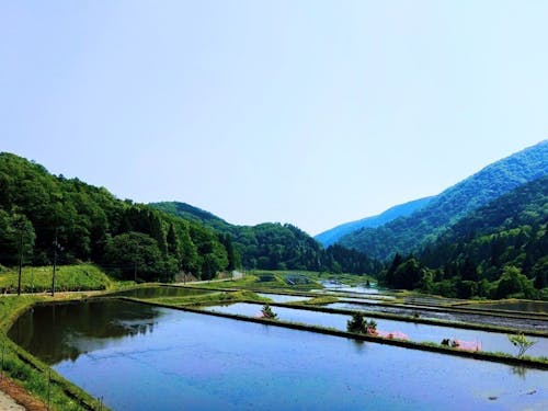 東草野地域の棚田