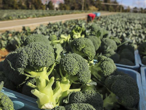 農業産出額は全国トップクラス！