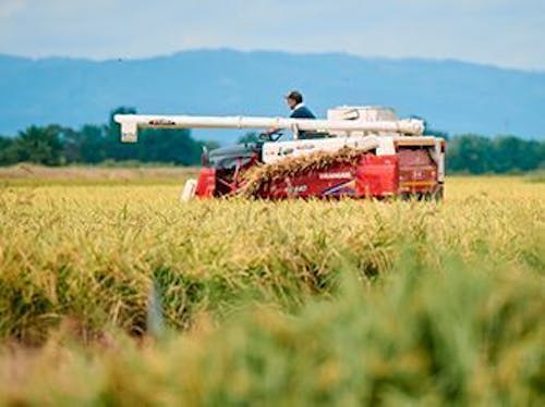 自社田での稲刈り