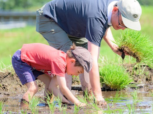 Part.1:酒米の田植え体験の様子