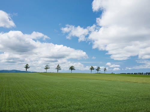 北海道らしいすがすがしい自然を味わえます