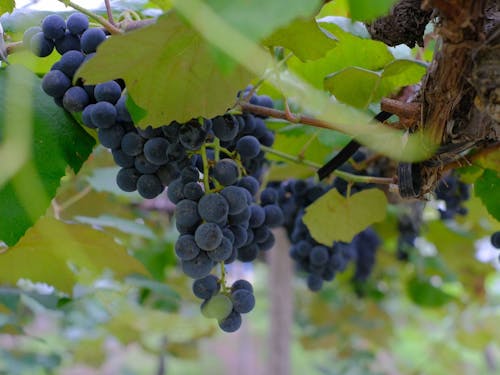 カンタさんの育てたキャンベル。とても甘くておいしい