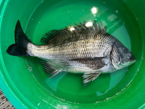 主催者は黒鯛(チヌ)が大好き！