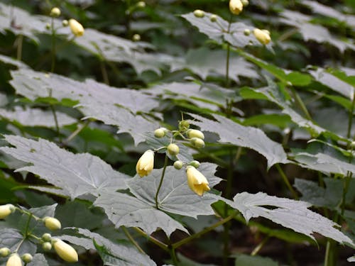 村内にある絶滅危惧種「キレンゲショウマ」の群生地