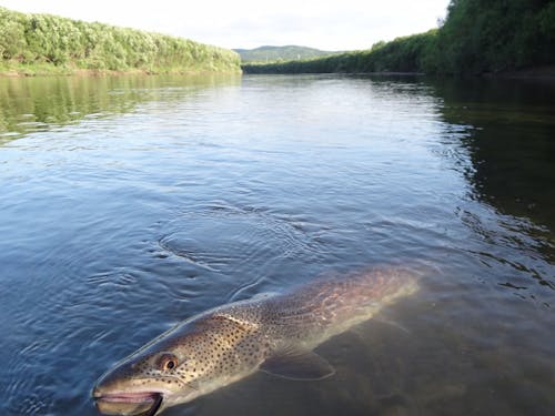 近くを流れる大河に生息する国内最大の淡水魚「イトウ」