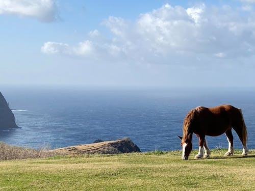 トレッキングでは放牧されている馬や牛も見られます!