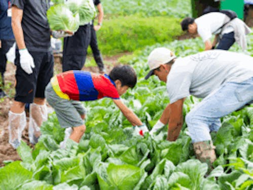 過去のツアーの様子① キャベツの収穫体験