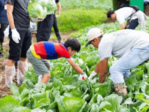 過去のツアーの様子① キャベツの収穫体験
