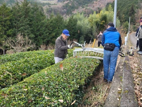 お茶畑整備体験の様子