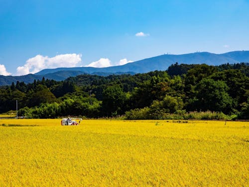 10月のたむらは稲刈りシーズン