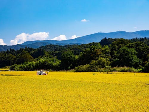 10月のたむらは稲刈りシーズン