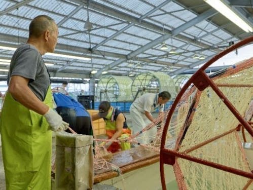 ノリ種網採苗作業