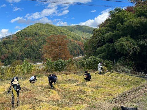 昨年の収穫体験も貴重な体験と喜んでいただきました。