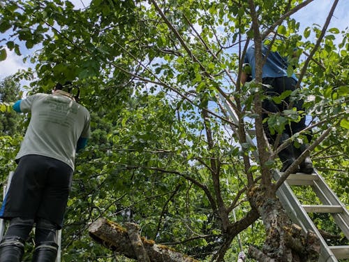 前回の梅の収穫体験のようす