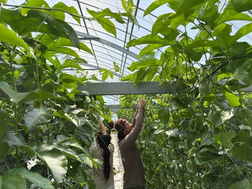 農業、加工業、通販補助